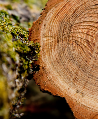 Bakit ang mga molded pallets ay hindi nangangailangan ng fumigation para i-export?